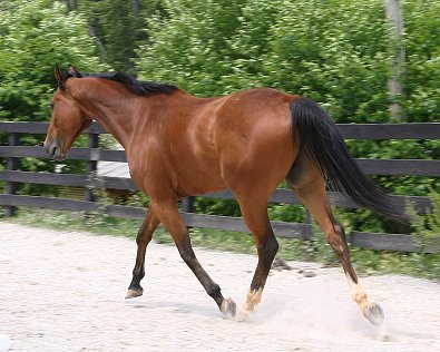 Classic Casey is a Thoroughbred horse for sale at Bits & Bytes Farm - April 29, 2006