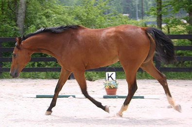Classic Casey is a Thoroughbred horse for sale at Bits & Bytes Farm - April 29, 2006