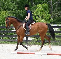 Classic Casey has dressage and eventing potential.