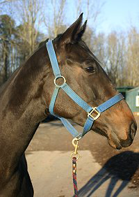 Cloned Colony was purchased from one of our favorite trainers.