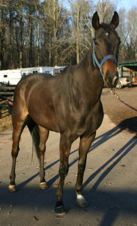 Cloned Colony has arrived at Bits & Bytes Farm in Atlanta, GA