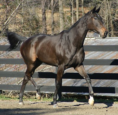 Cloned Colony is now at Bits & Bytes Farm