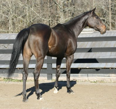 Cloned Colony is a gorgeous tall dark bay Thoroughbred horse who is for sale.