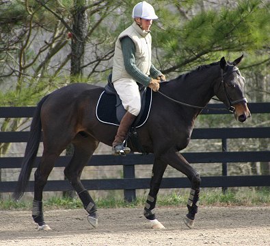 Cloned Colony is a Bits & Bytes Farm Thoroughbred horse for sale.