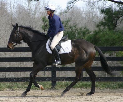 Cloned Colony - Thoroughbred horses for sale at Bits & Bytes Farm.