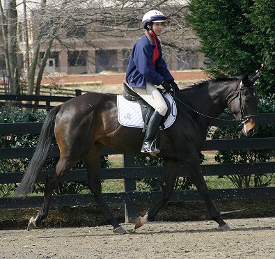 Cloned Colony - Thoroughbred horses for sale at Bits & Bytes Farm.