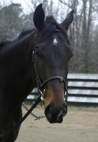 Cloned Colony - Thoroughbred horses for sale at Bits & Bytes Farm.