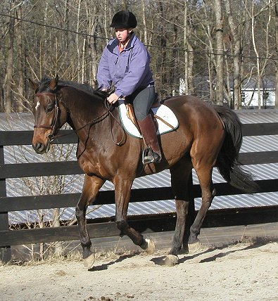 Event horse for sale