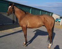 Daring Deeds last photo at the track. February 17, 2005