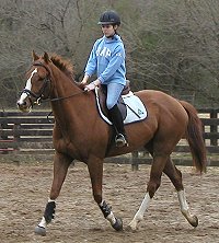 Freddy White Shoes - Thoroughbred for Sale
