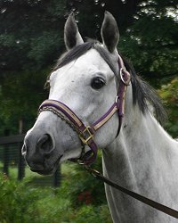 Grayboo - Thoroughbreds for sale
