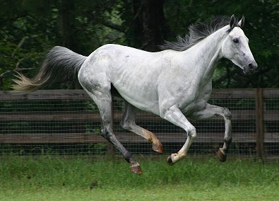 Grayboo - Thoroughbred horse for sale