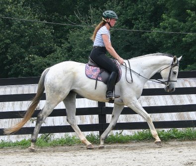 Grey Thoroughbred horse for sale - Grayboo on July 4th, 2005.