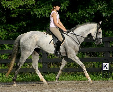 Grayboo  - Gray Thoroughbred for sale