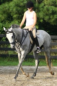 Grayboo  - Thoroughbred for sale
