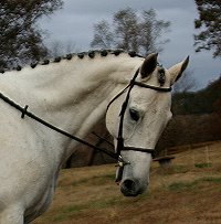 Grayboo - gray thoroughbred for sale