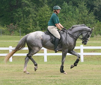 Grayboo  - Gray Thoroughbred for sale