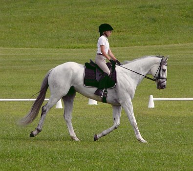 Grayboo proves that OTTBs are good at dressage.