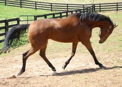 Heather's Best is a Thoroughbred Horse for Sale at Bits & Bytes Farm