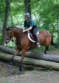 Off-the-track steeplechase ex-race horse for sale.