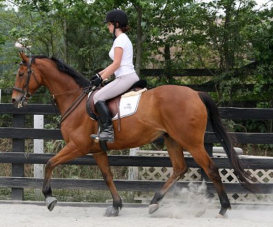 Bay Thoroughbred horse for sale - Heather's Best June 2, 2007 