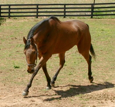 Heather's Best is a Thoroughbred Horse for Sale at Bits & Bytes Farm