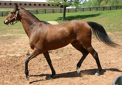 Daring Deeds is a Thoroughbred Horse for Sale at Bits & Bytes Farm