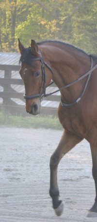 Heather's Best is an eventing prospect available now at Bits & Bytes Farm.