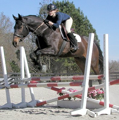 Irish - Horse for Sale at Bits and Bytes Farm