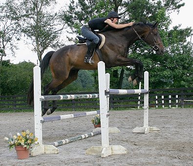Irish Morning Mist is one of our horses for sale at Bits & Bytes Farm. - June 28, 2005