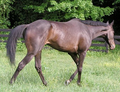 Joe Bear at Bits & Bytes Farm