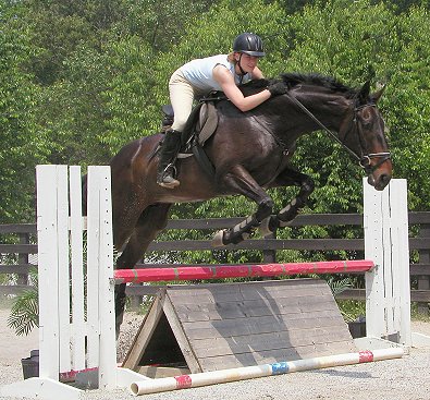 Joe Bear - Horse for sale at Bits & Bytes Farm