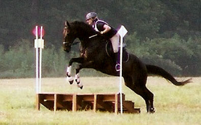 OTTB - Joe Bear ate up the course like he had been doing it for years, getting faster and bolder as he went.