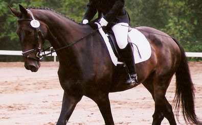 OTTB Joe Bear scored well in dressage at his first 3_Phase event.