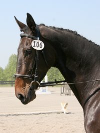 Joe Bear at Oxer Farm