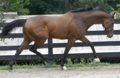 Knight - Thoroughbreds for sale at Bits & Bytes Farm