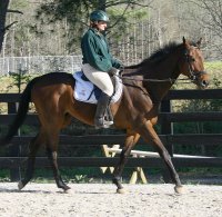 Knight Villain - Bits & Bytes Farm Horses for sale