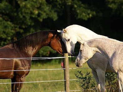 Knight meets new horses.
