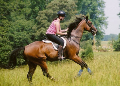 Former race horse, Knight Villain loves to gallop x_country.