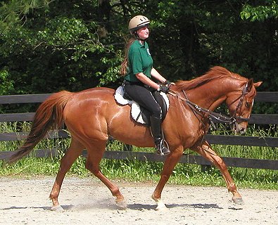 Lucky - Thoroughbred horse for sale