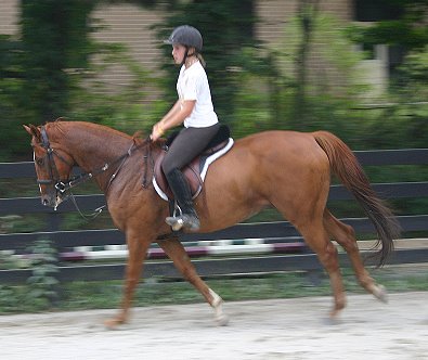 Thoroughbred horse for sale - Lucky