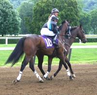 Political Pull when he was at the track.