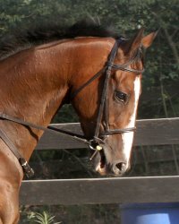 Political Pull is a seven year old thoroughbred gelding for sale at Bits & Bytes Farm