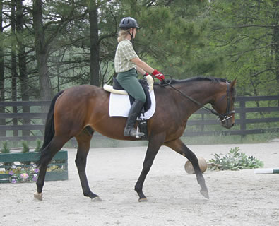 Thoroughbred for sale - Pride of the Fox