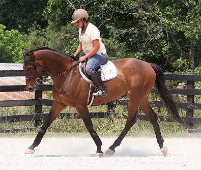 Prideofthefox Thoroughbred Horses for sale - June 17, 2007