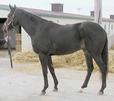 2 year old prospect horse for sale