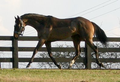 Miss with Attitude stretching her legs upon arriving at Bits & Bytes Farm from the racetrack in Kentucky. 