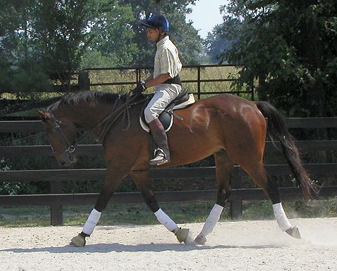 Olympic Equestrian - Imtiaz Anees riding Roary