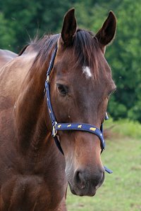 Queens' Rowdy Lad was a horse we sold many years ago. He needs a new home. Can you make this his lucky day? 
