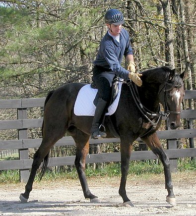 Thoroughbreds for sale at Bits & Bytes Farm